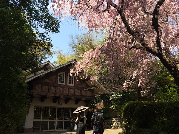 枝垂桜とコインロッカー