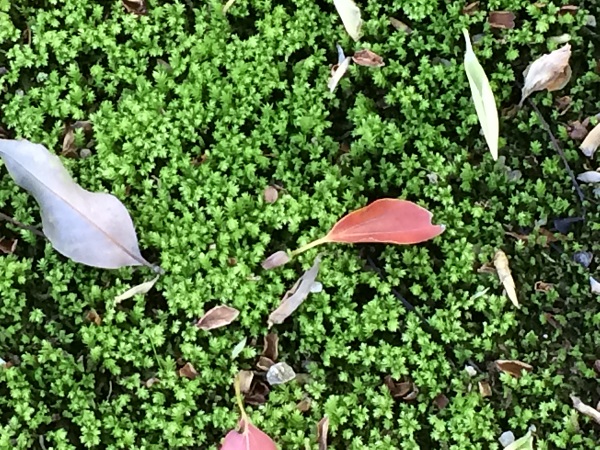 木陰の地面