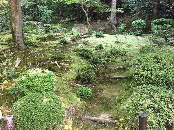 斜面を駆け上がるように生（む）すコケ