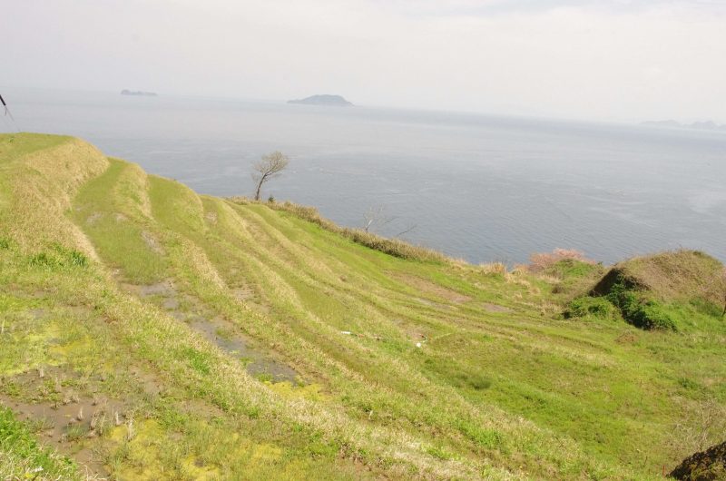 伊根の海が見える棚田