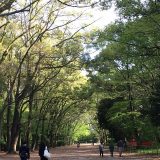 下鴨神社・糺の森