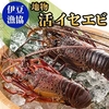 静岡県下田市ふるさと納税返礼品　伊勢海老