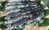 新潟県魚沼市ふるさと納税返礼品　川魚セット