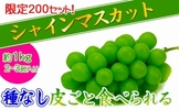 香川県坂出市のふるさと納税おすすめ返礼品_シャインマスカット