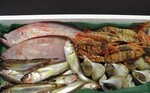 岩美町おすすめふるさと納税返礼品_鮮魚セット