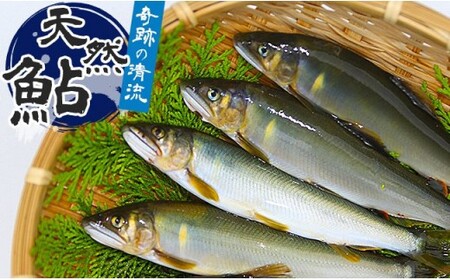 越知町おすすめふるさと納税返礼品_天然鮎