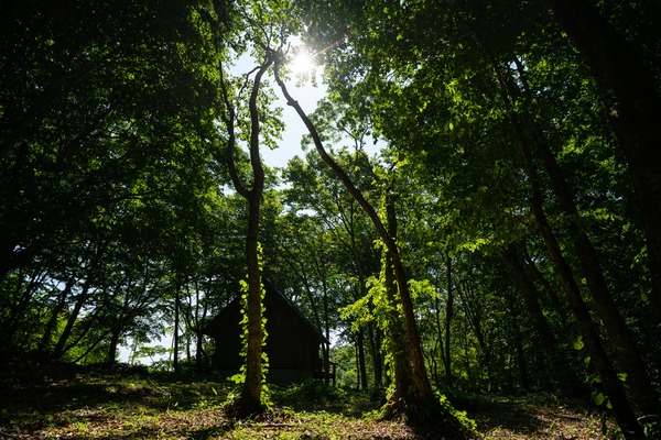 奥尻町森林の風景